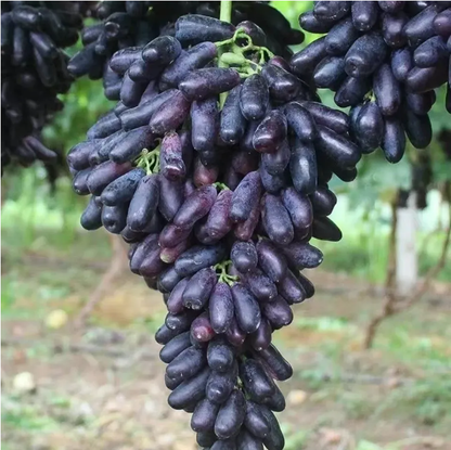 🎉(Nueva cosecha) Semillas de guayaba rosa orgánica | 🌼🌼Preparadas para una alta germinación (99% de germinación)-B-XA