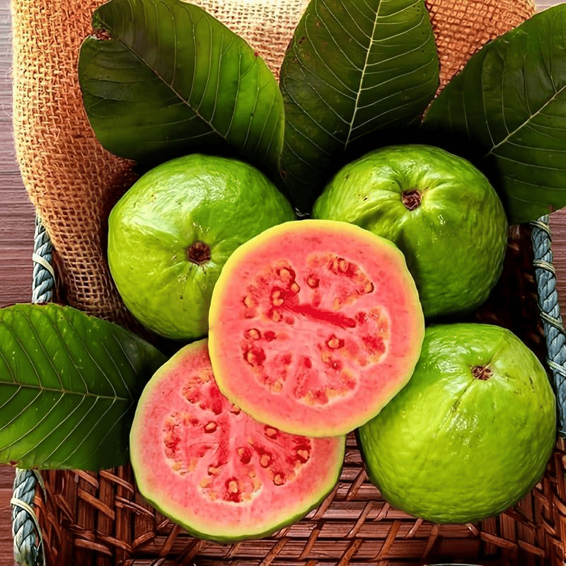 🎉(Nueva cosecha) Semillas de guayaba rosa orgánica | 🌼🌼Preparadas para una alta germinación (99% de germinación)-B-XA