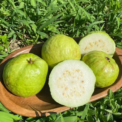 🎉(Nueva cosecha) Semillas de guayaba rosa orgánica | 🌼🌼Preparadas para una alta germinación (99% de germinación)-A-XA