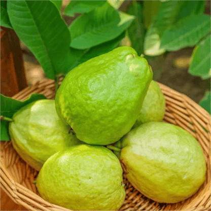 🎉(Nueva cosecha) Semillas de guayaba rosa orgánica | 🌼🌼Preparadas para una alta germinación (99% de germinación)-A-XA