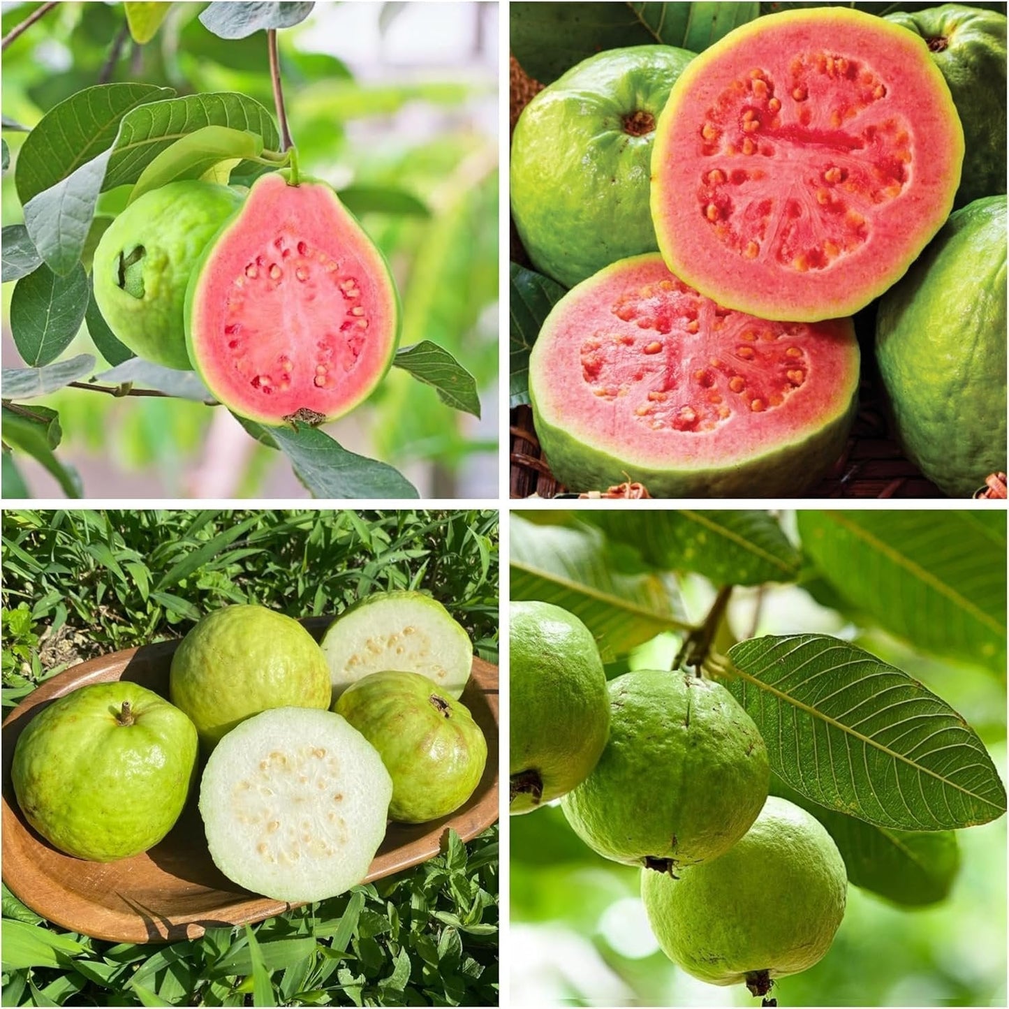 🎉(Nueva cosecha) Semillas de guayaba rosa orgánica | 🌼🌼Preparadas para una alta germinación (99% de germinación)-A-XA