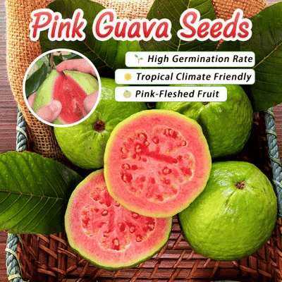 Ruby Guava (  200 Seeds)