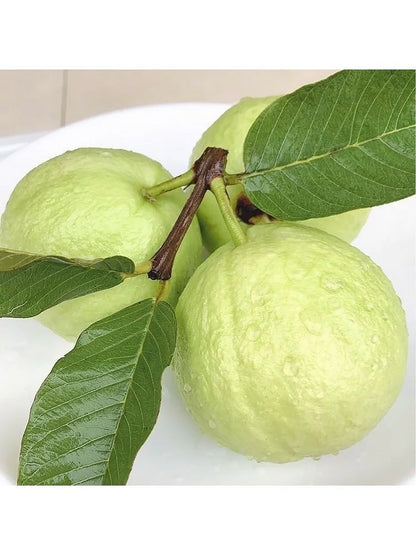 🎉(Nueva cosecha) Semillas de guayaba rosa orgánica | 🌼🌼Preparadas para una alta germinación (99% de germinación)-A-XA