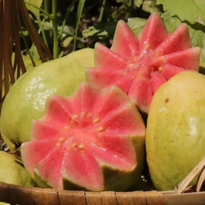 🎉(Nueva cosecha) Semillas de guayaba rosa orgánica | 🌼🌼Preparadas para una alta germinación (99% de germinación)-B-XA